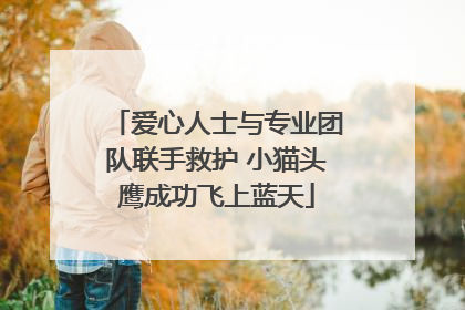 爱心人士与专业团队联手救护 小猫头鹰成功飞上蓝天
