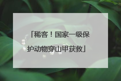 稀客!国家一级保护动物穿山甲获救