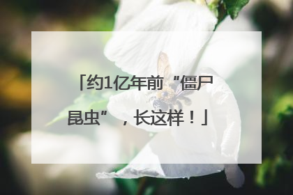 约1亿年前“僵尸昆虫”，长这样！