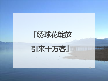 绣球花绽放 引来十万客