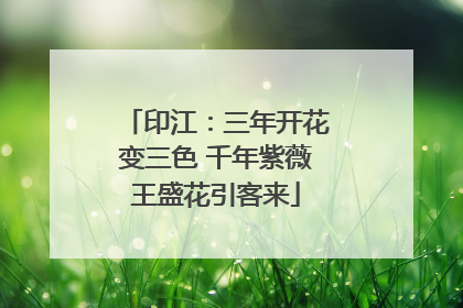 印江：三年开花变三色 千年紫薇王盛花引客来