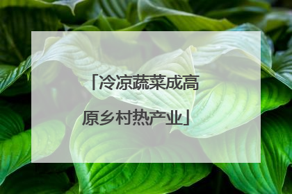 冷凉蔬菜成高原乡村热产业