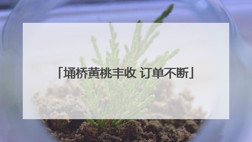 埇桥黄桃丰收 订单不断