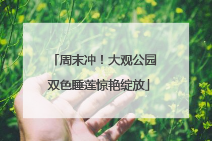 周末冲！大观公园双色睡莲惊艳绽放