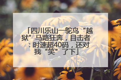 四川乐山一鸵鸟“越狱”马路狂奔，目击者：时速超40码，还对我“笑”了下