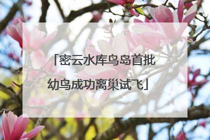 密云水库鸟岛首批幼鸟成功离巢试飞