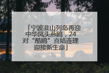 宁波韭山列岛再迎中华凤头燕鸥，24对“酷鸥”喜结连理迎接新生命