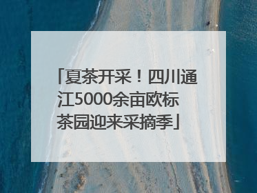 夏茶开采！四川通江5000余亩欧标茶园迎来采摘季