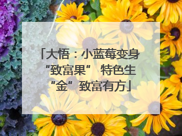 大悟：小蓝莓变身“致富果” 特色生“金”致富有方