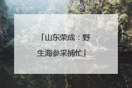 山东荣成：野生海参采捕忙