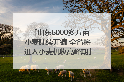 山东6000多万亩小麦陆续开镰 全省将进入小麦机收高峰期