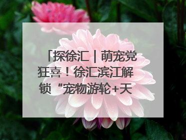 探徐汇｜萌宠党狂喜！徐汇滨江解锁“宠物游轮+天台乐园”双玩法