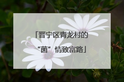 晋宁区青龙村的“菌”情致富路