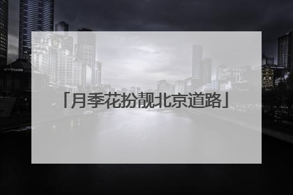 月季花扮靓北京道路