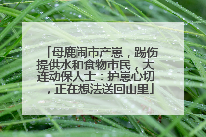 母鹿闹市产崽，踢伤提供水和食物市民，大连动保人士：护崽心切，正在想法送回山里