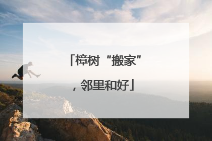 樟树“搬家”，邻里和好