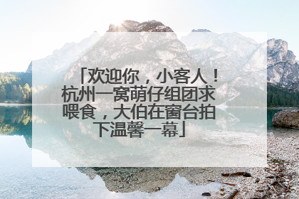 欢迎你，小客人！杭州一窝萌仔组团求喂食，大伯在窗台拍下温馨一幕