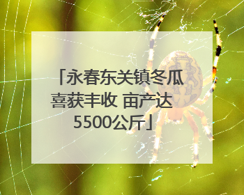 永春东关镇冬瓜喜获丰收 亩产达5500公斤