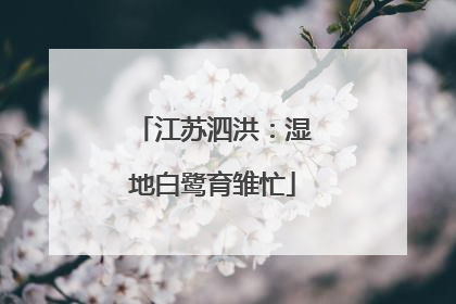 江苏泗洪：湿地白鹭育雏忙