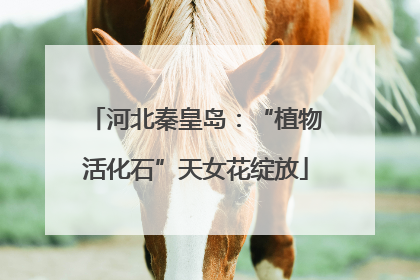 河北秦皇岛：“植物活化石”天女花绽放