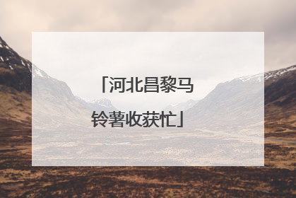 河北昌黎马铃薯收获忙