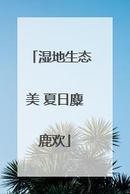 湿地生态美 夏日麋鹿欢