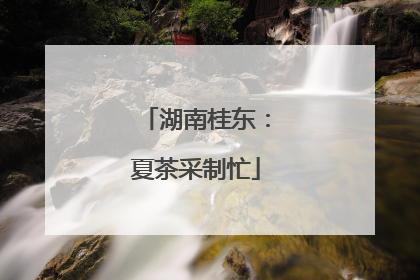 湖南桂东：夏茶采制忙