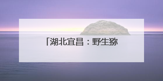 湖北宜昌：野生猕猴“扎堆”迎客