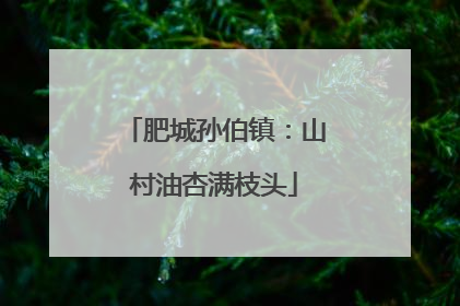 肥城孙伯镇：山村油杏满枝头