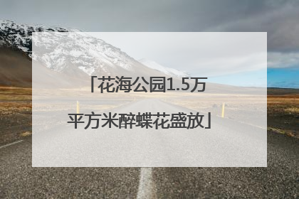 花海公园1.5万平方米醉蝶花盛放