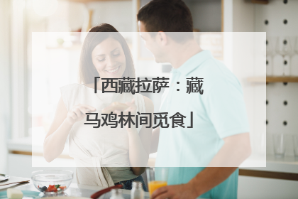 西藏拉萨：藏马鸡林间觅食