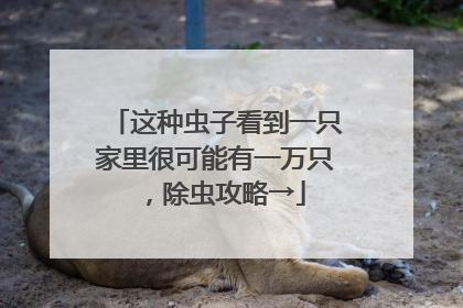 这种虫子看到一只家里很可能有一万只，除虫攻略→