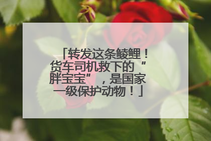 转发这条鲮鲤！货车司机救下的“胖宝宝”，是国家一级保护动物！