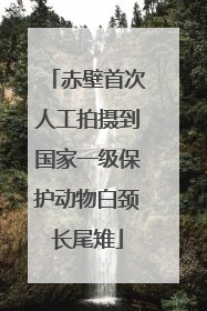 赤壁首次人工拍摄到国家一级保护动物白颈长尾雉