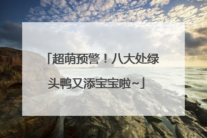 超萌预警！八大处绿头鸭又添宝宝啦~