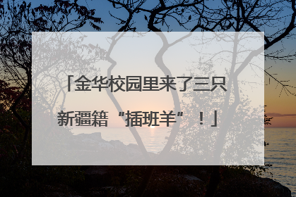 金华校园里来了三只新疆籍“插班羊”！