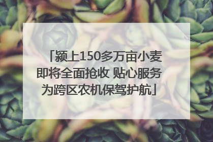 颍上150多万亩小麦即将全面抢收 贴心服务为跨区农机保驾护航