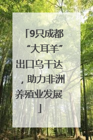 9只成都“大耳羊”出口乌干达，助力非洲养殖业发展